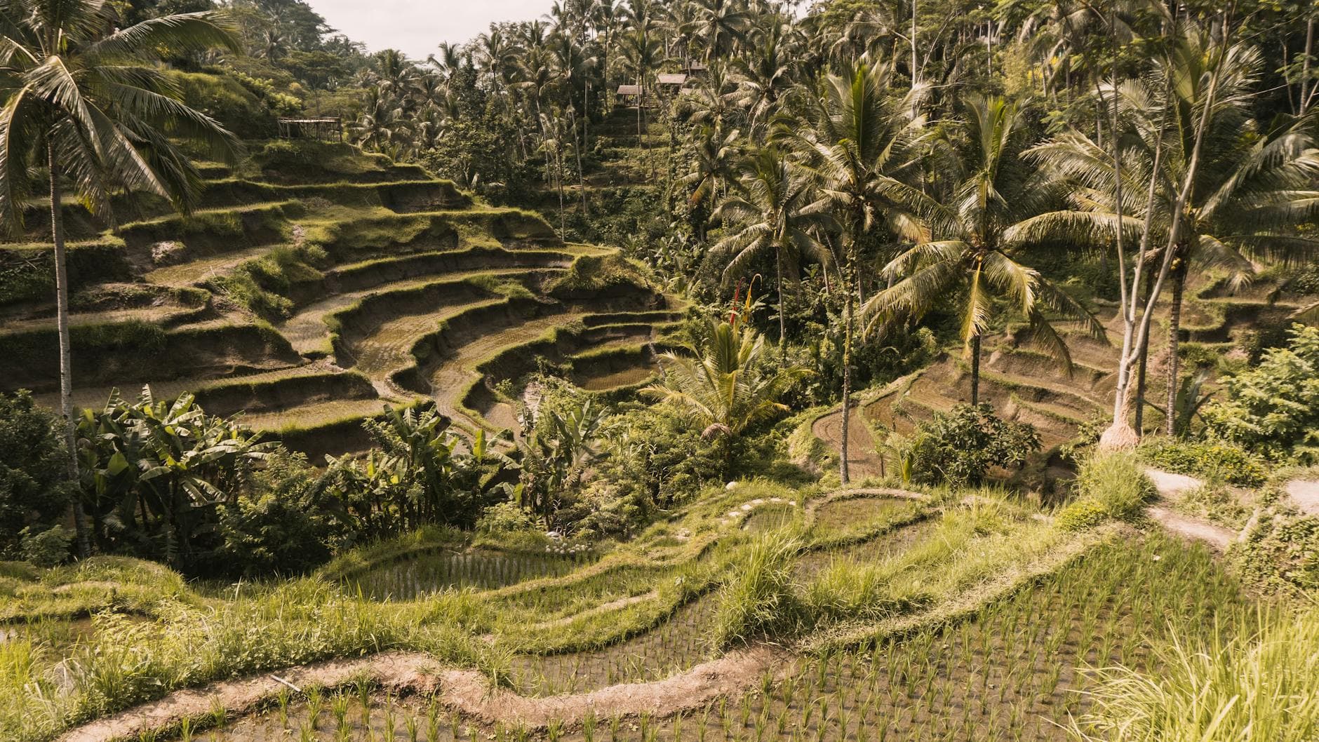 Canggu vs Ubud vs Seminyak: The Honest Bali Neighborhood Showdown for Digital Nomads