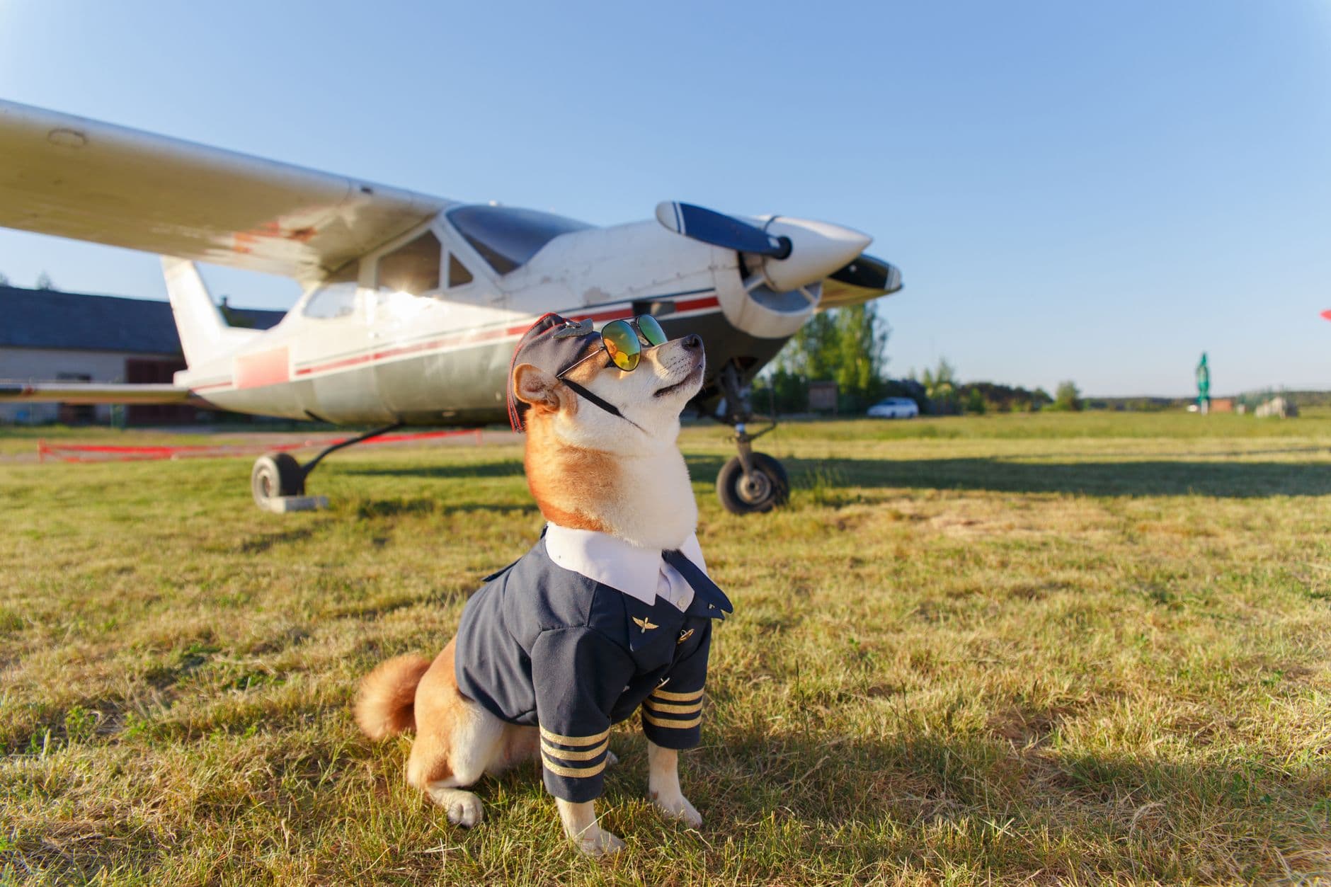 Bringing a pet to Europe in 2026: the new rules taking effect October 1
