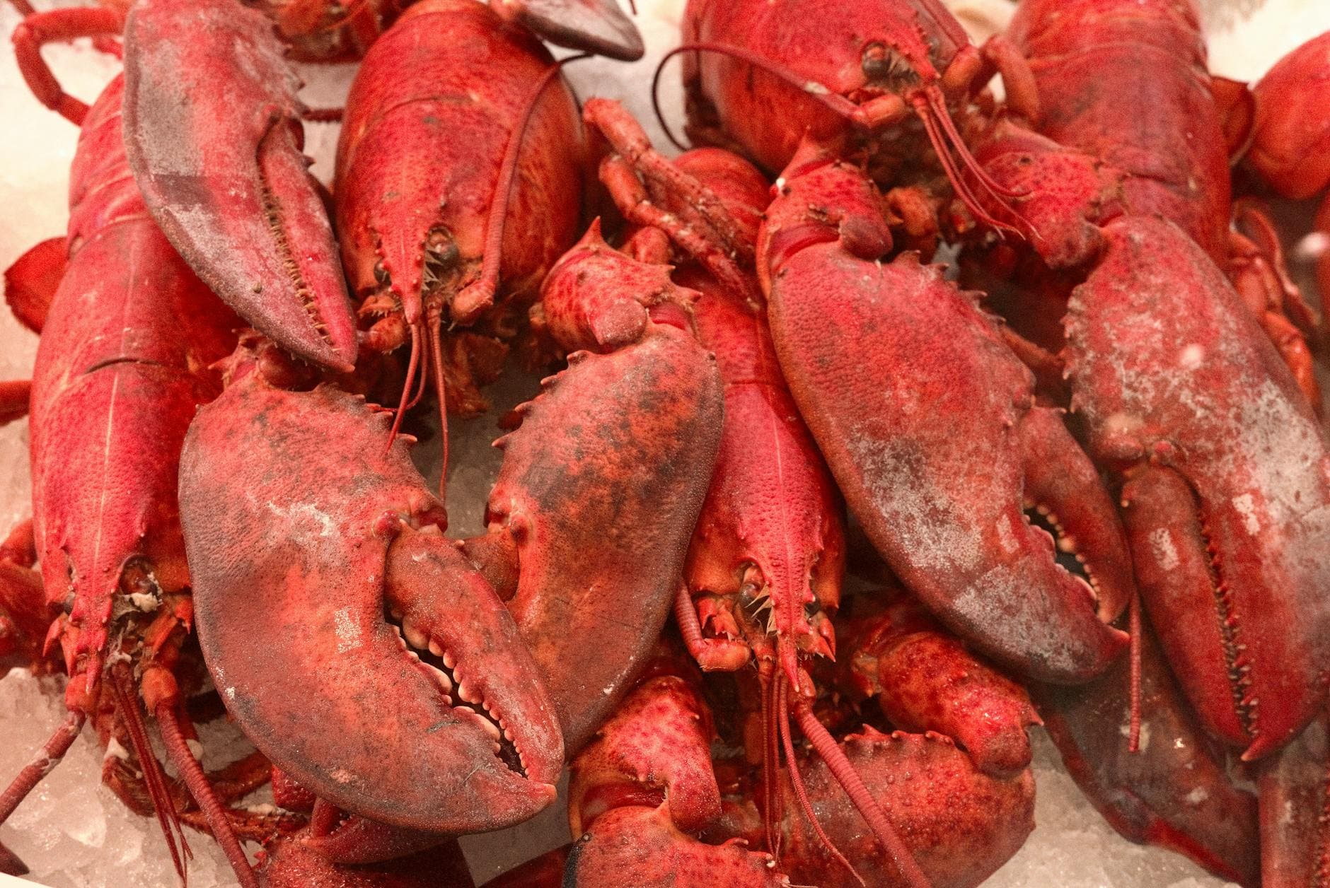 Close-up of vibrant red lobsters on ice, showcasing seafood freshness and market display.