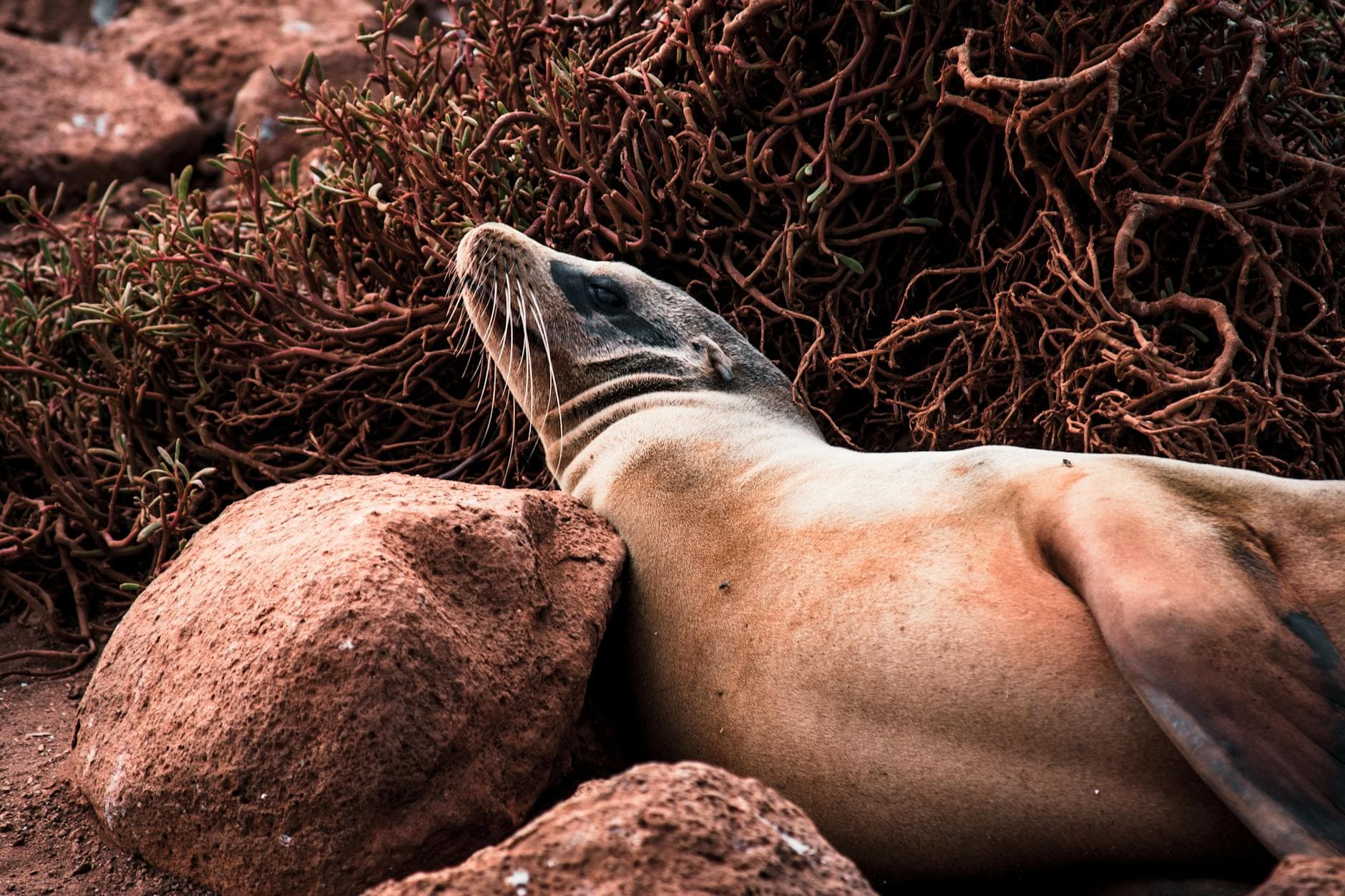 A sea lion rests on the rocky shores of the Galapagos Islands, highlighting serene wildlife.