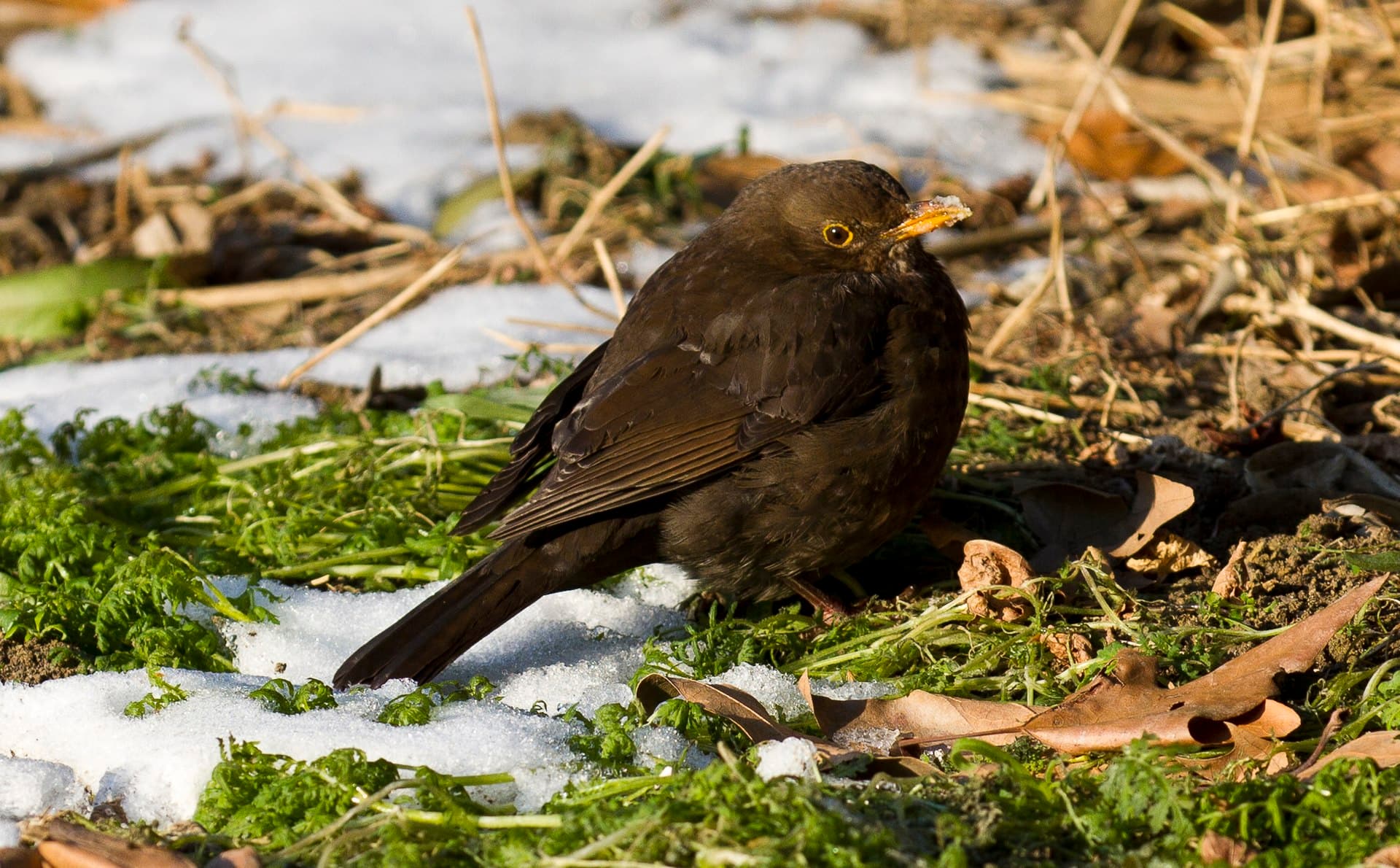 Compans Caffarelli - Turdus merula - 2012-2-11