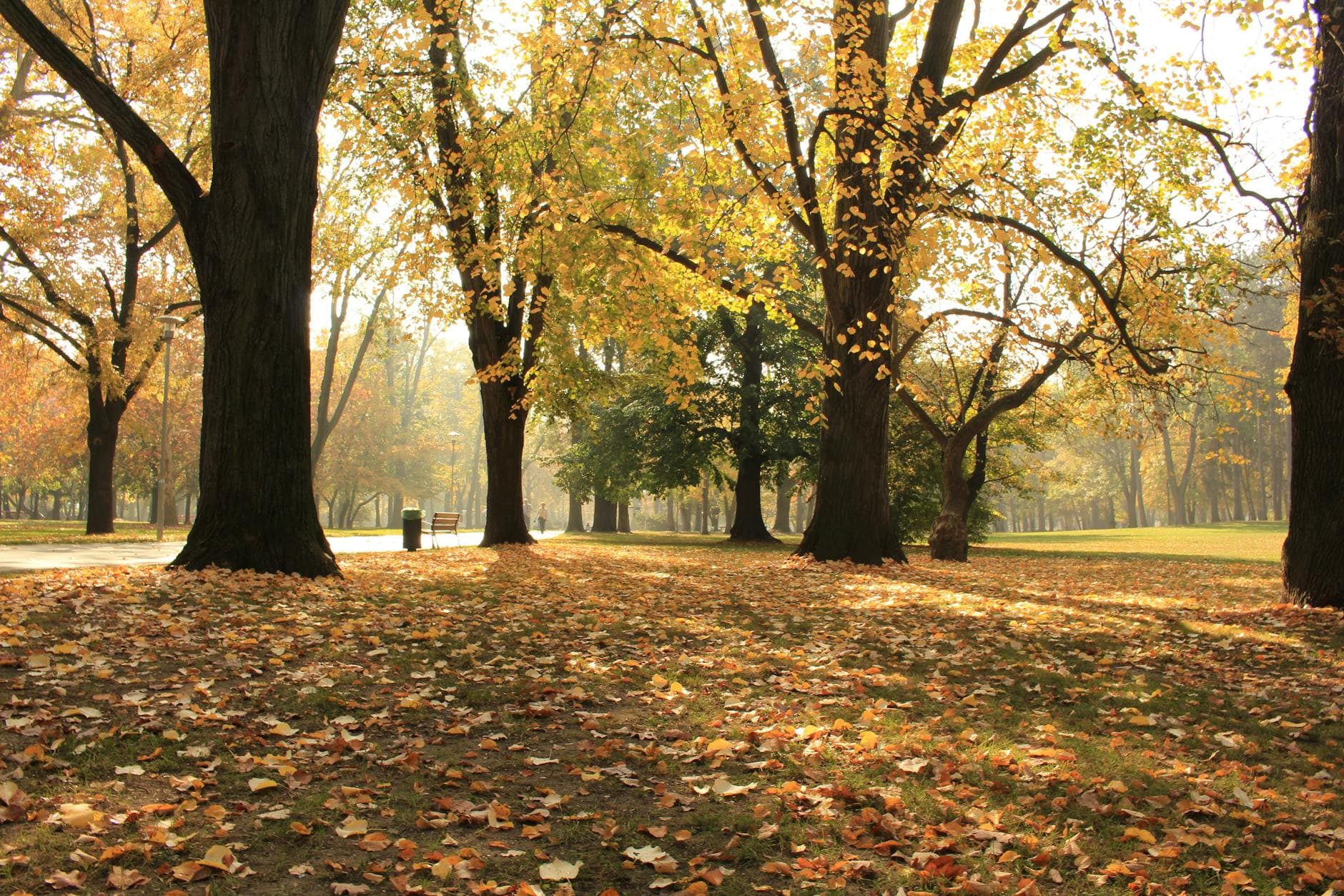 Fallen leaves on grassy ground near golden trees growing in peaceful park in autumn