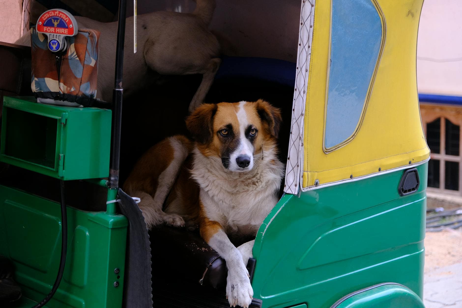 Dogs resting in a vibrant green and yellow auto rickshaw in Bengaluru, India.