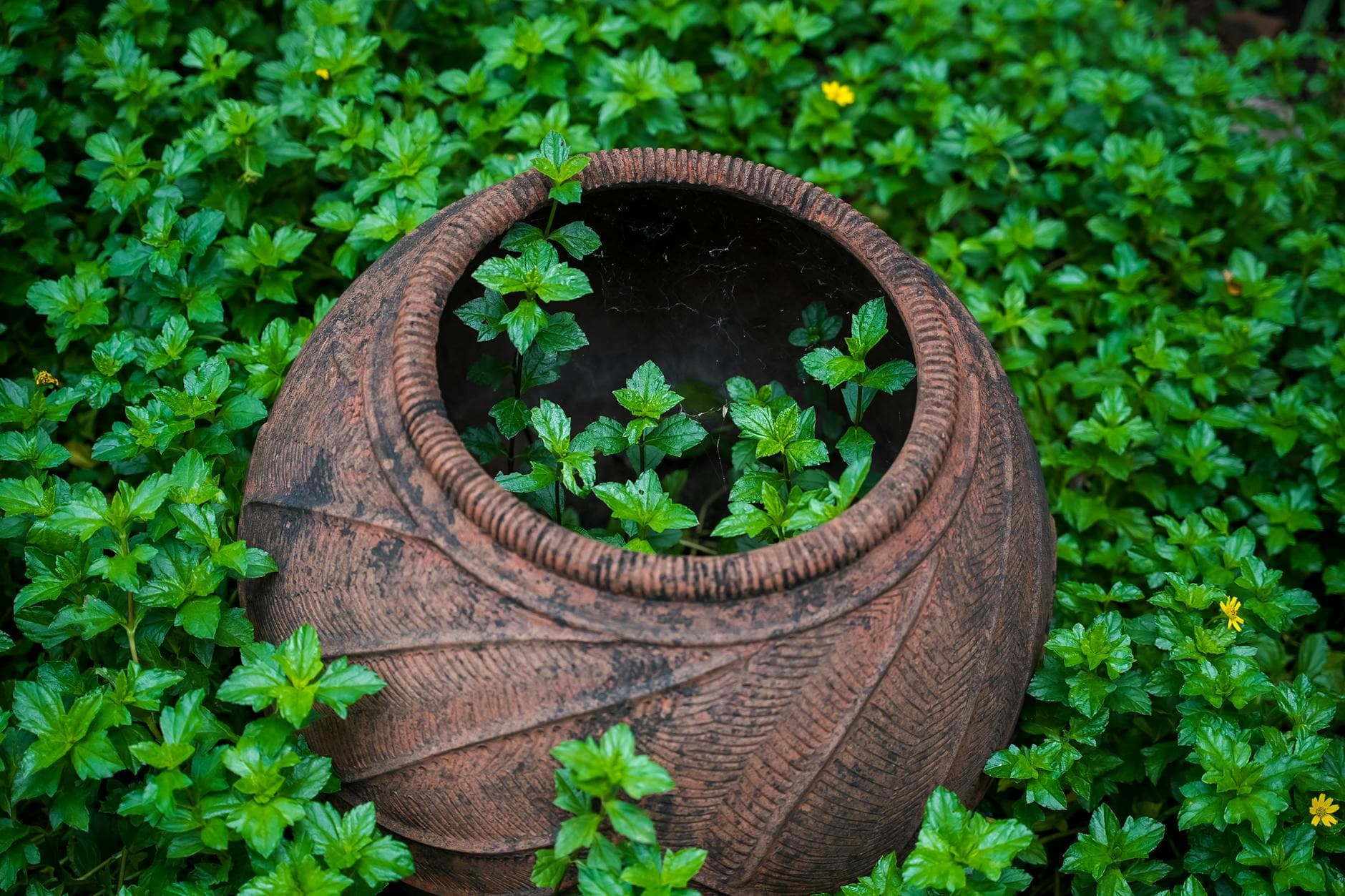 A rustic clay pot nested in vibrant green plants in Chennai, Tamil Nadu, India.