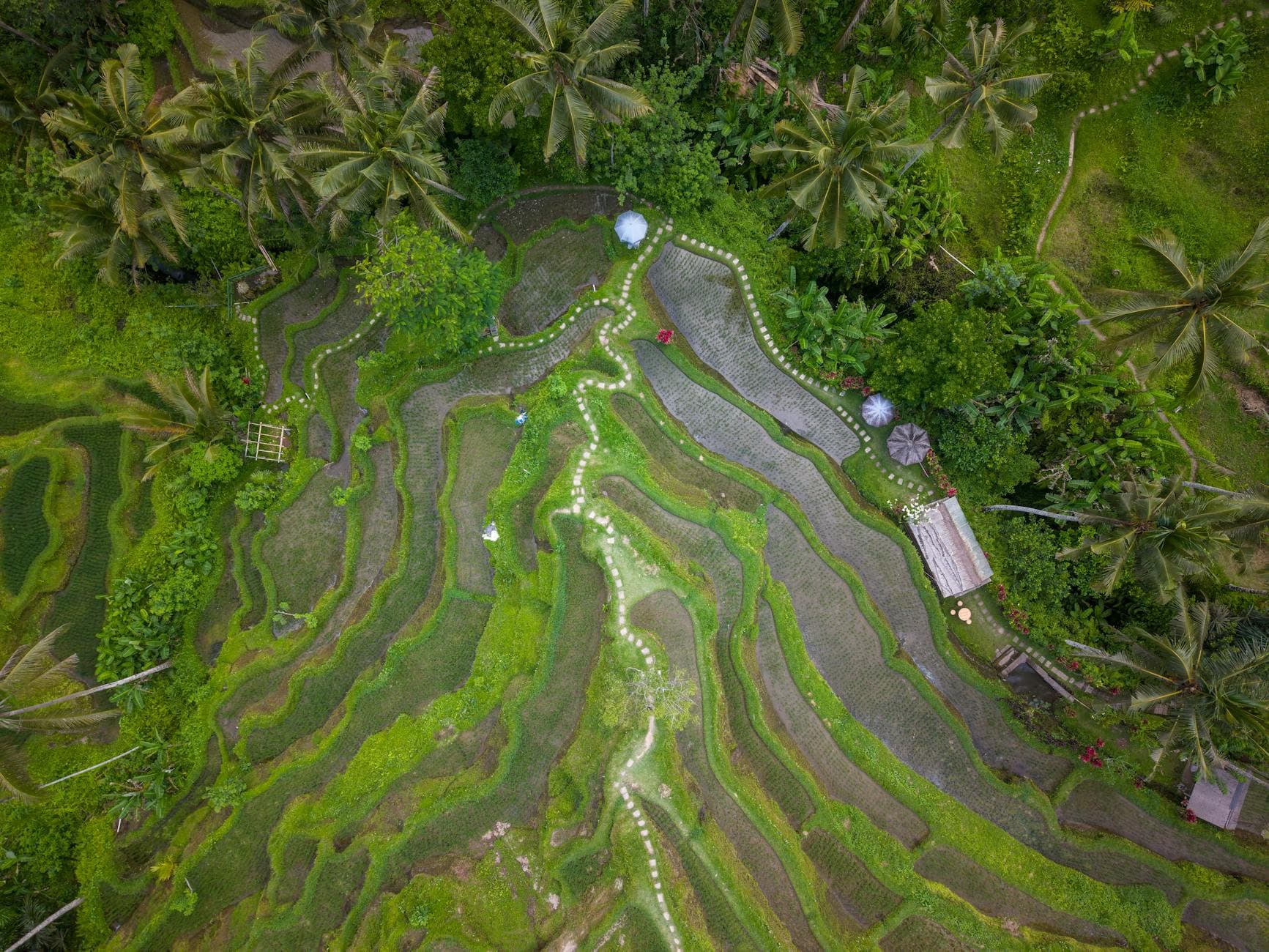 A breathtaking aerial view of lush green rice terraces in Bali, Indonesia.
