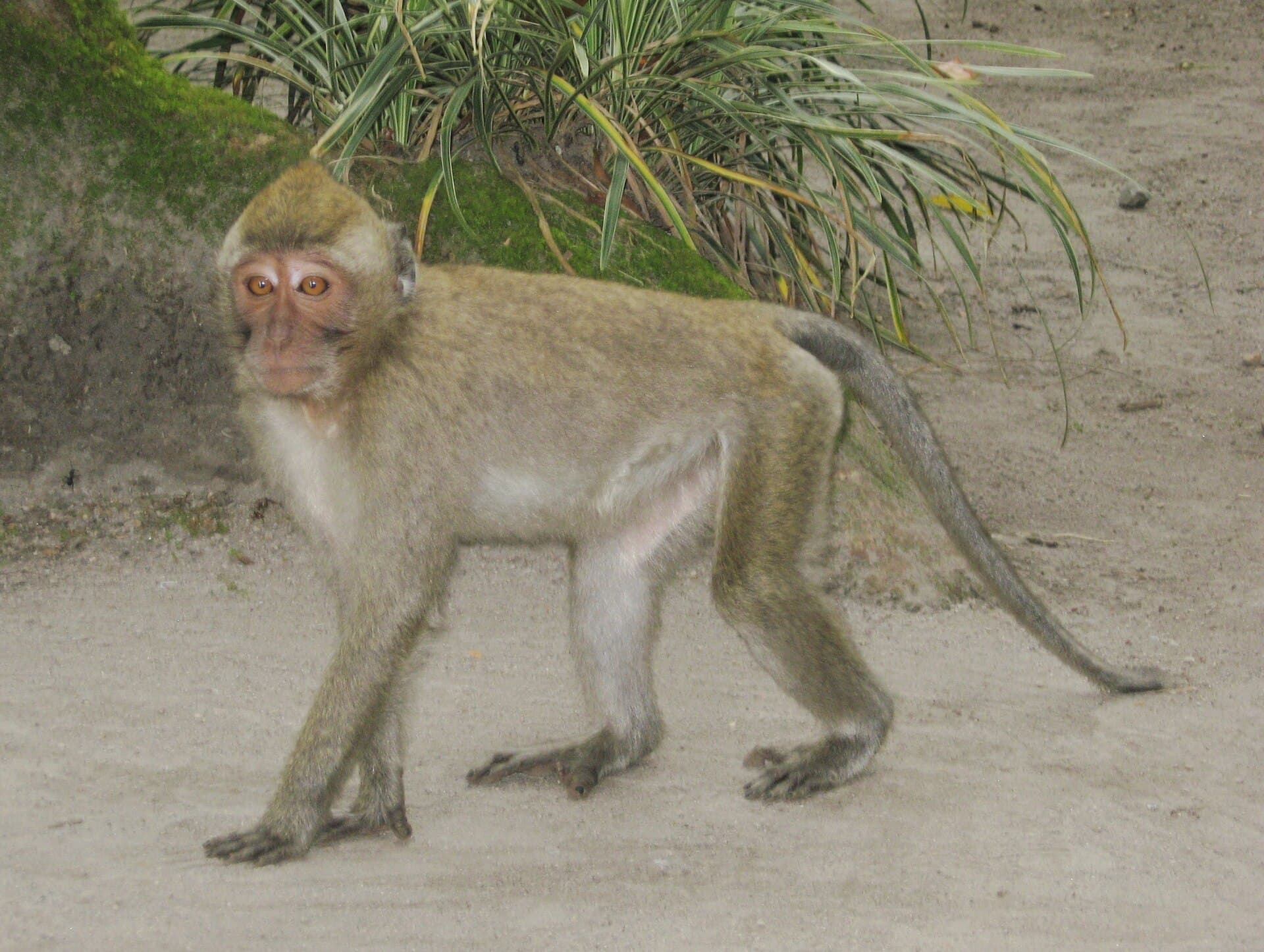 Crab-eating macaque, Kaliurang, Yogyakarta, Indonesia