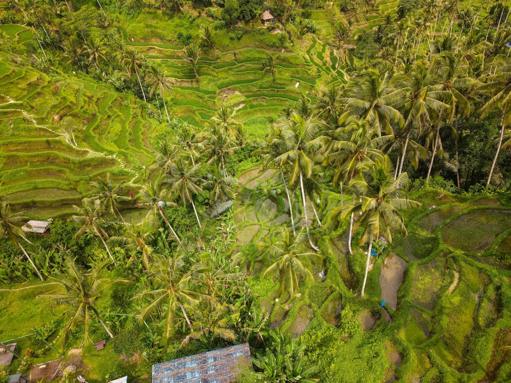 Aerial shot capturing the lush green Tegallalang Rice Terraces in Bali, Indonesia.