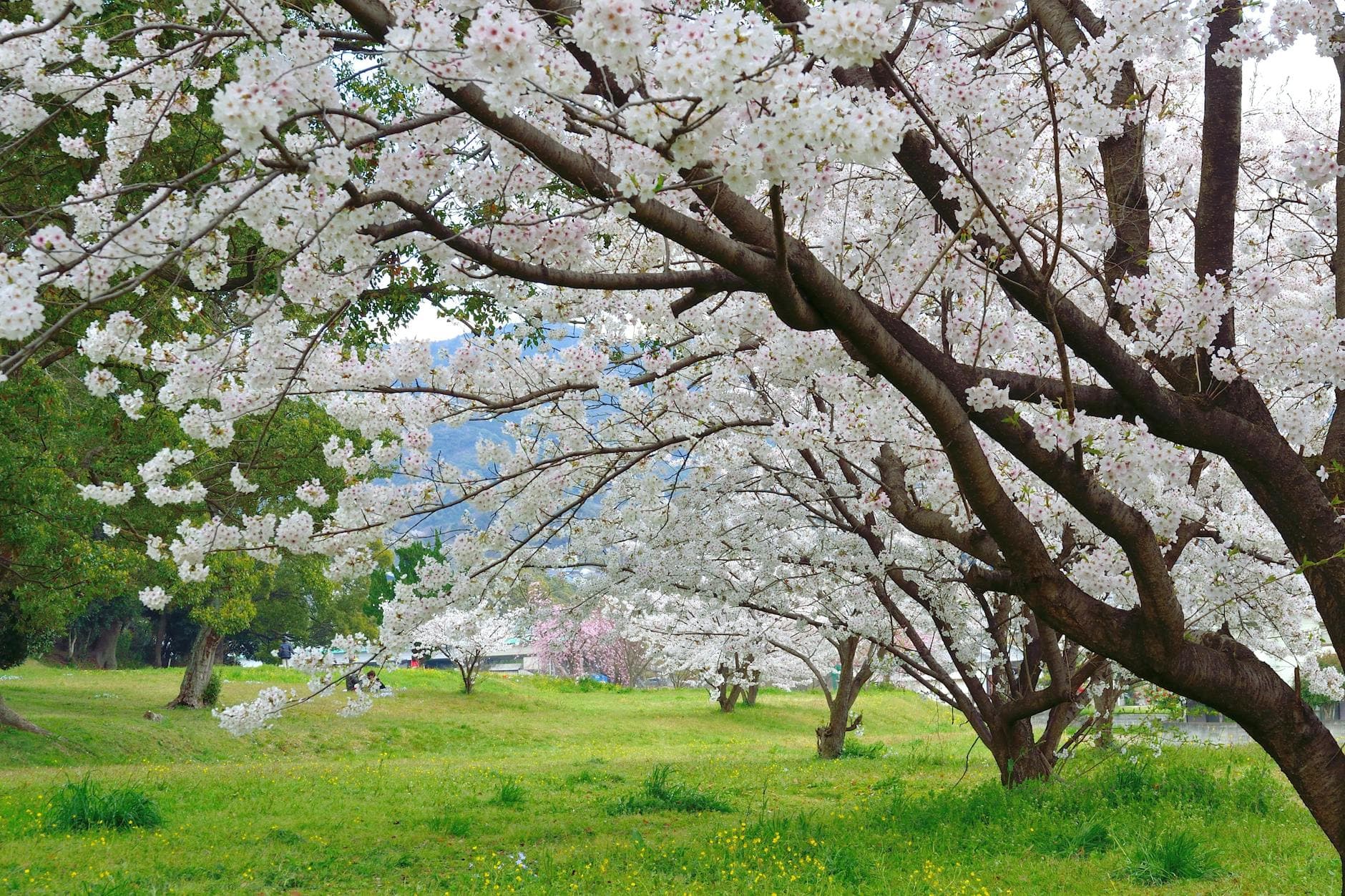 Tranquil view of cherry blossom trees in full bloom set in a green Fukuoka park during spring.