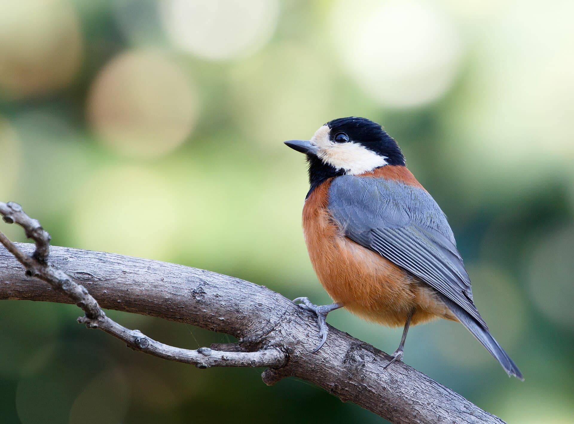 Varied tit at Tennōji Park in Osaka, January 2016