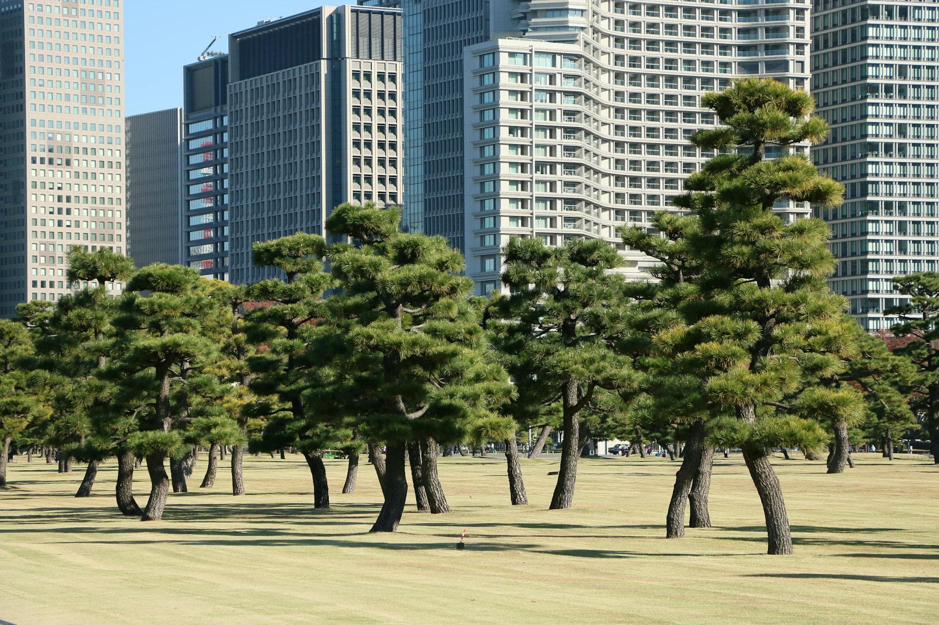 Pine trees in a Tokyo park set against a backdrop of skyscrapers on a sunny day.