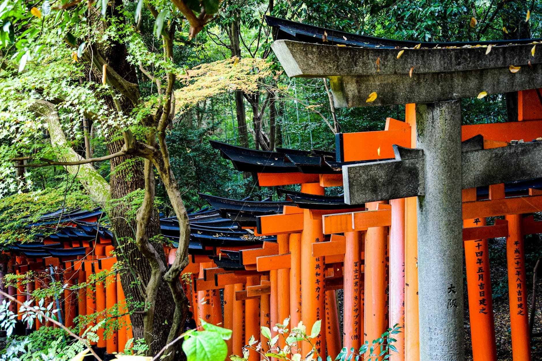 Captivating Torii gate path at Fushimi Inari Taisha, Kyoto, surrounded by lush greenery.