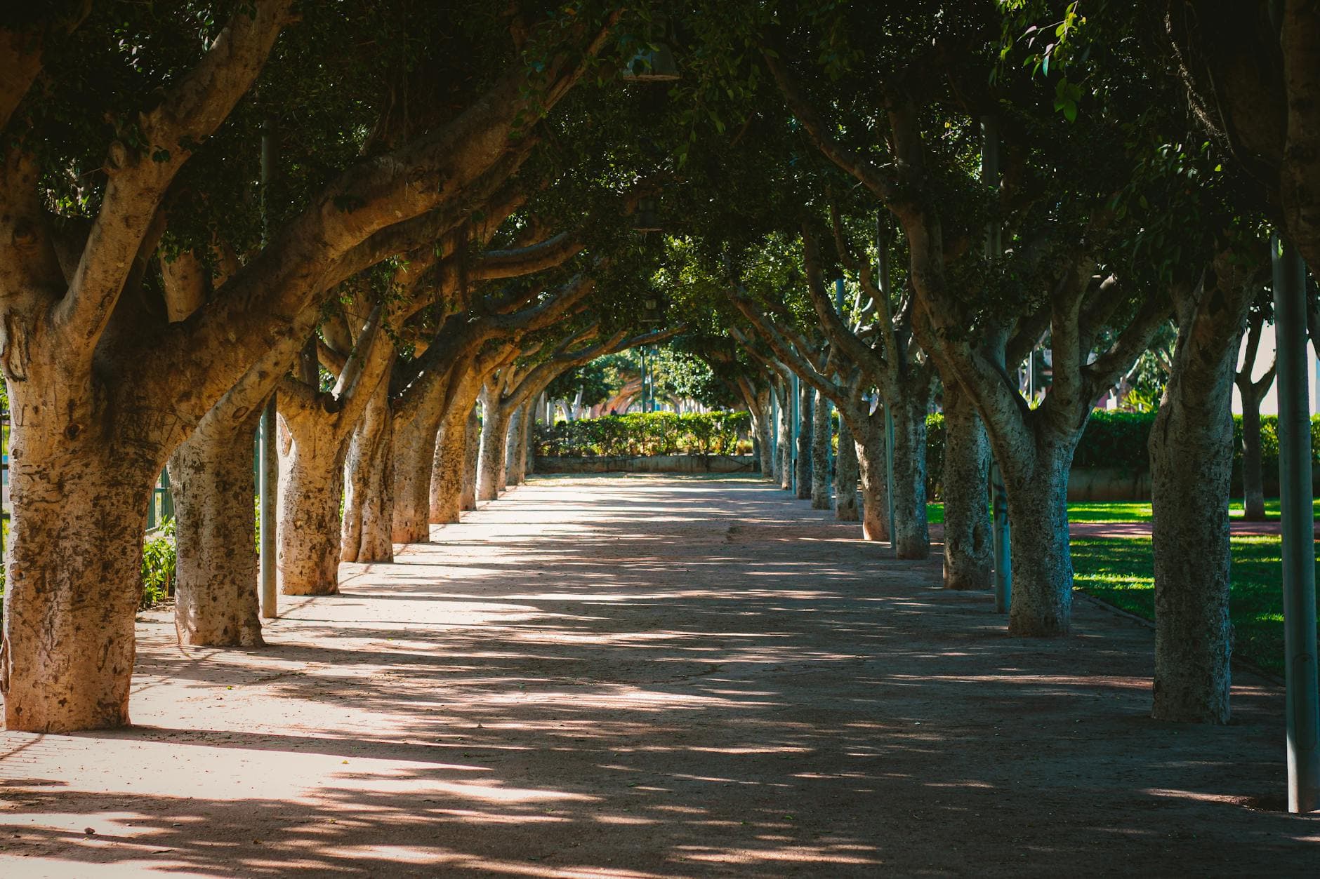 Beautiful sunlit pathway under trees in a Casablanca park, Morocco.