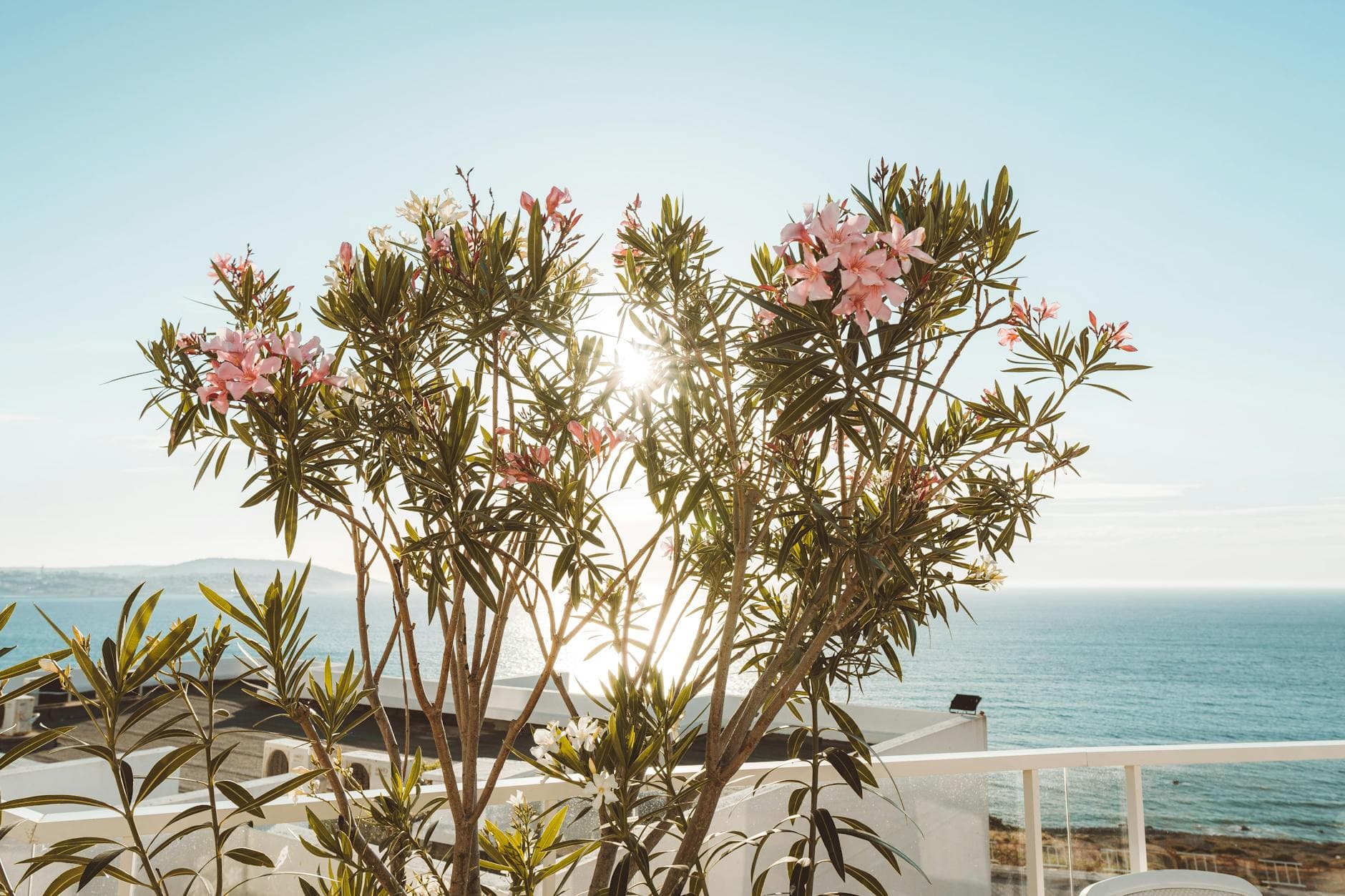 Oleander flowers with ocean view in Tangier, Morocco. Sunlight peeks through foliage.