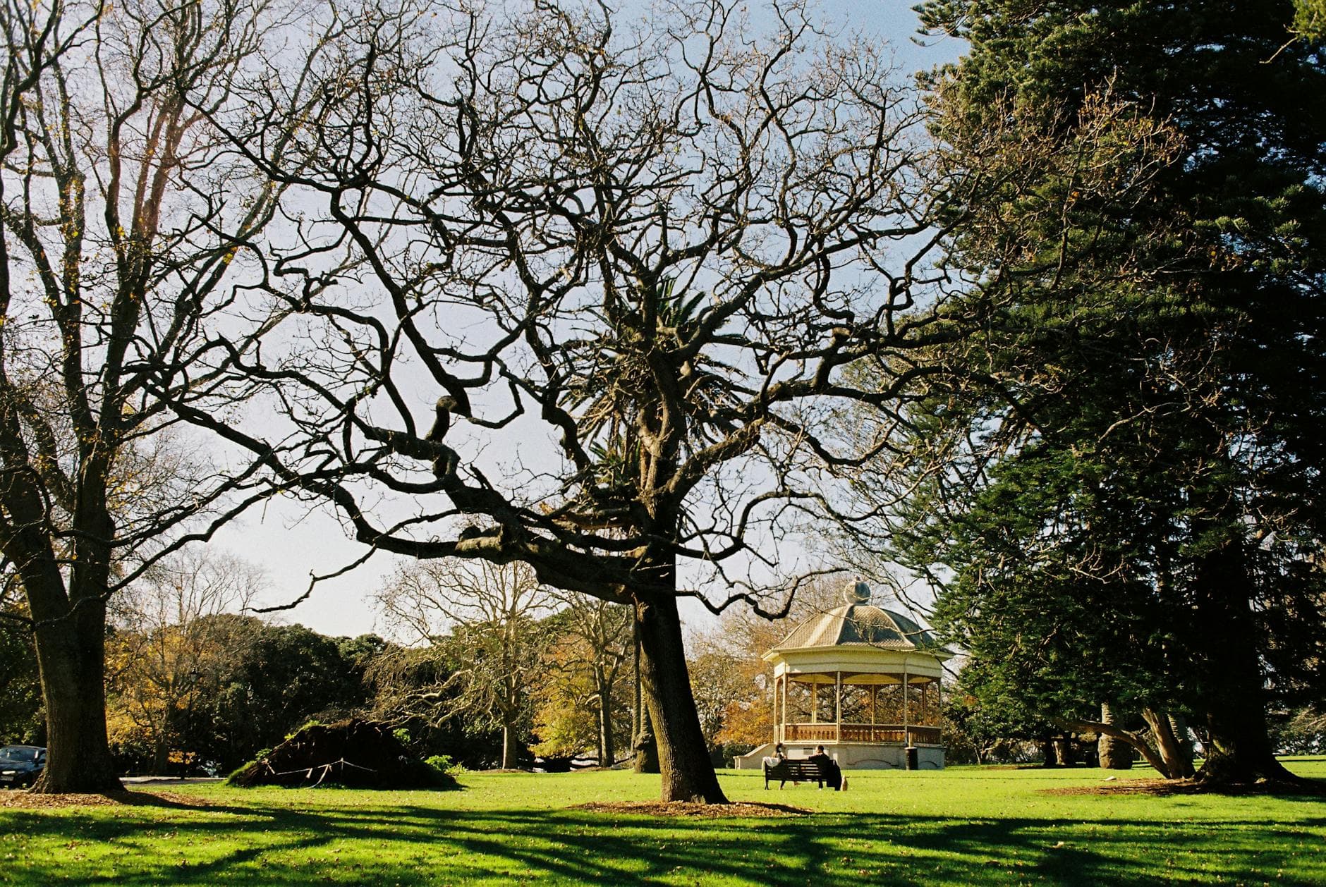 A peaceful park scene in Auckland featuring majestic leafless trees and a charming gazebo.
