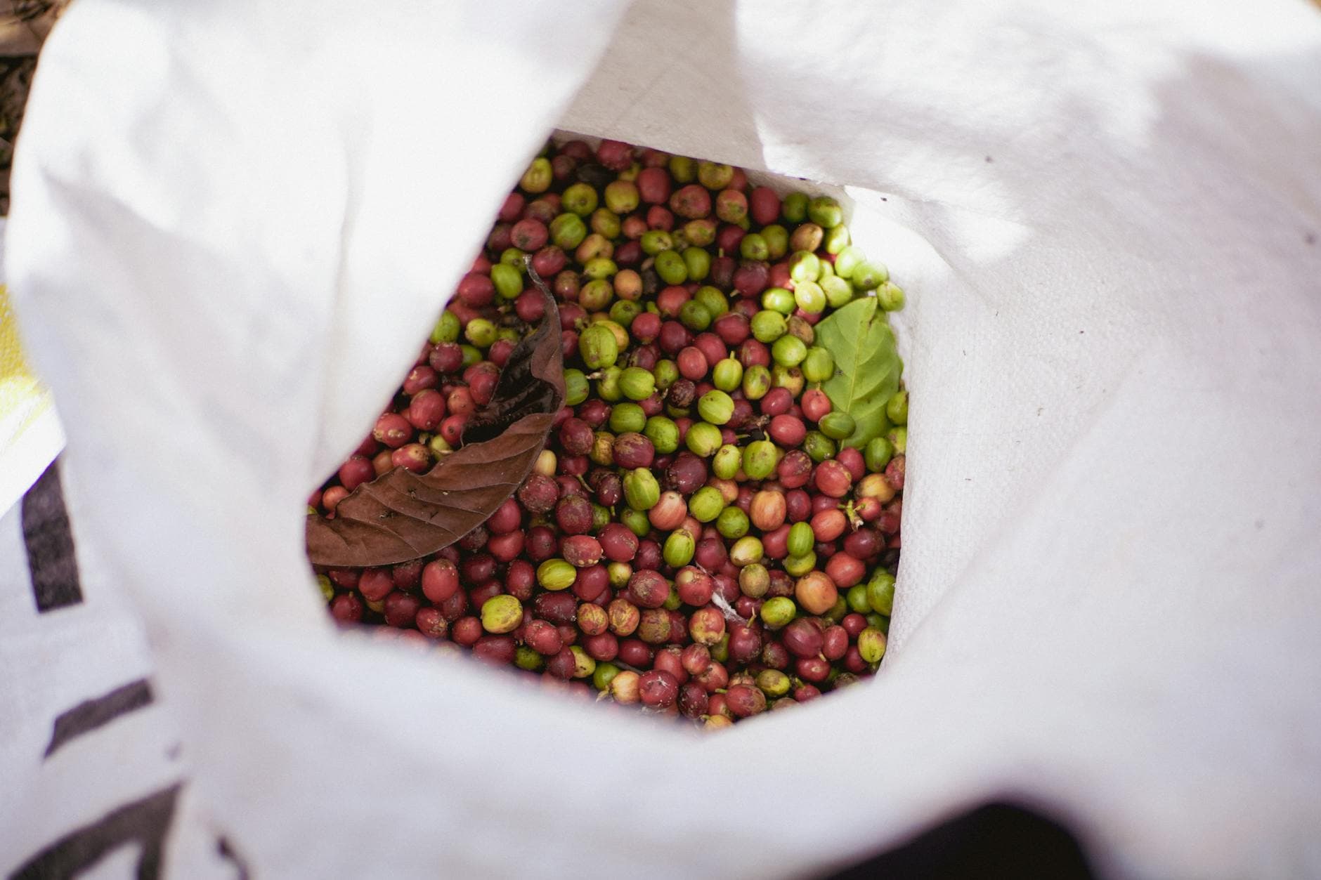 Close-up of ripe and unripe coffee cherries inside a burlap sack, ready for processing.