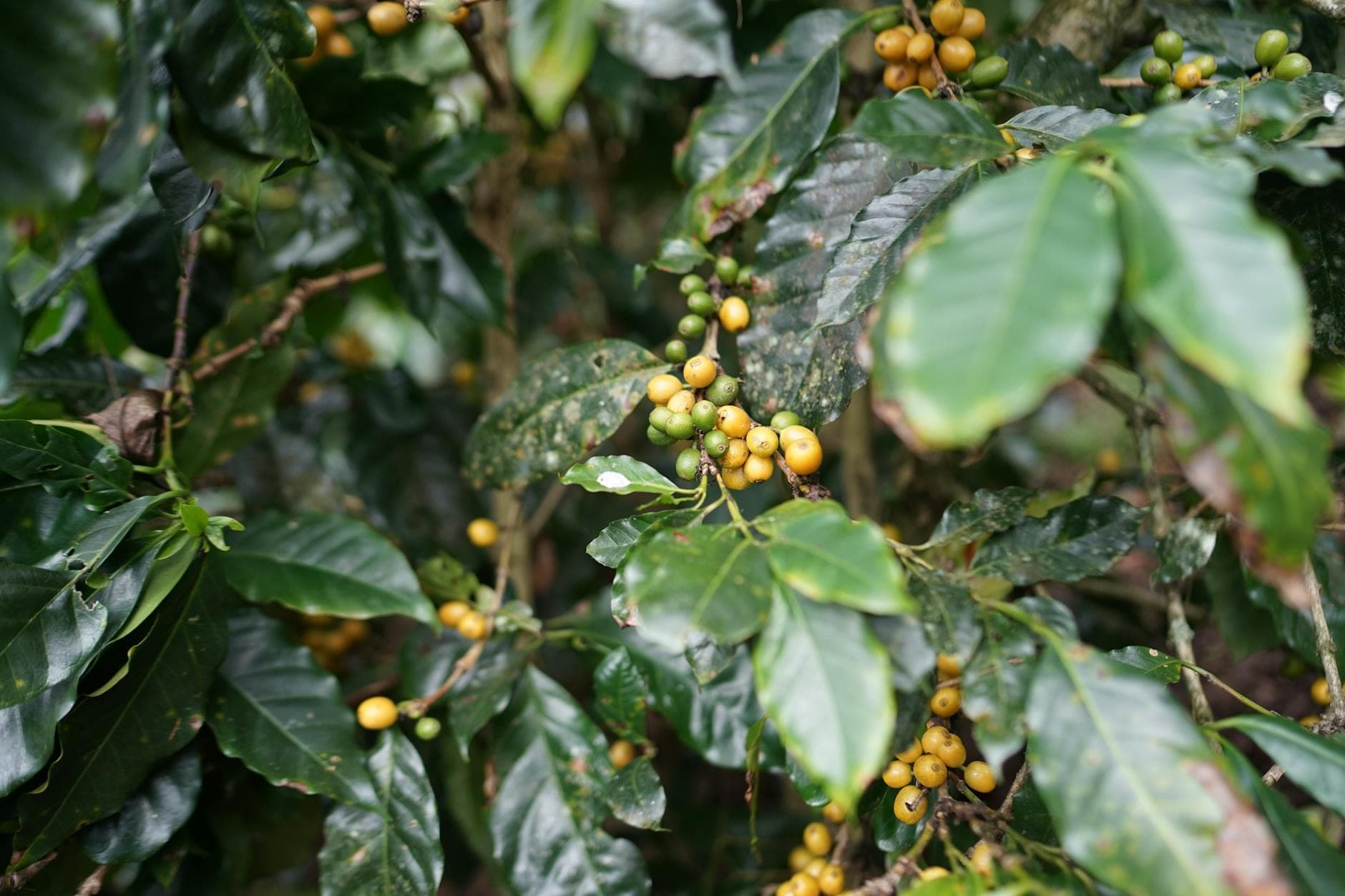 Ripe yellow coffee berries on a green coffee plant in Lâm Đồng, Vietnam.