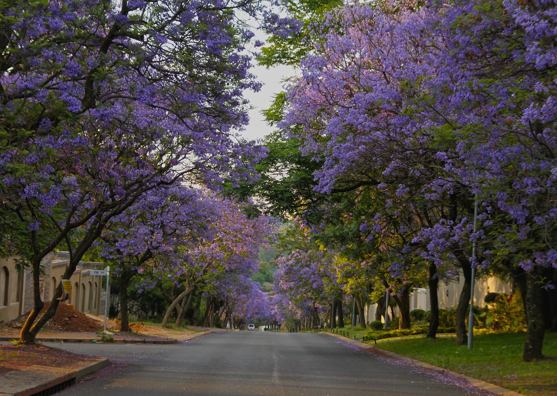 Street lined with Jacarandas, Bryanston, South Africa