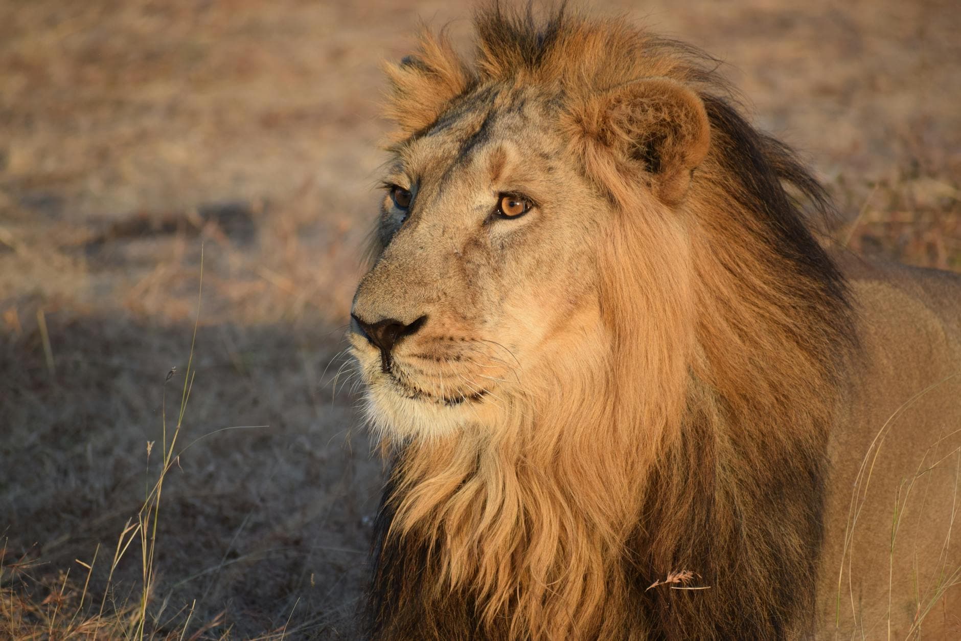 Close-up portrait of a majestic male lion in a natural habitat, showcasing its powerful presence.