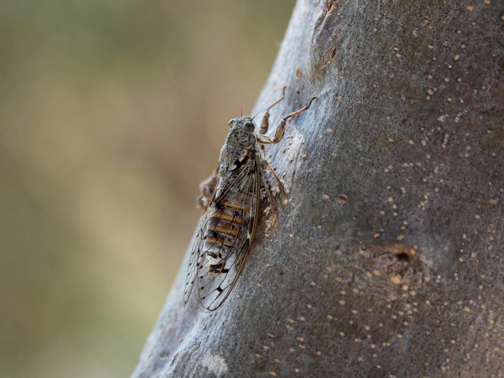 Detailed macro image of a cicada perched on tree bark, showcasing its intricate wing patterns.