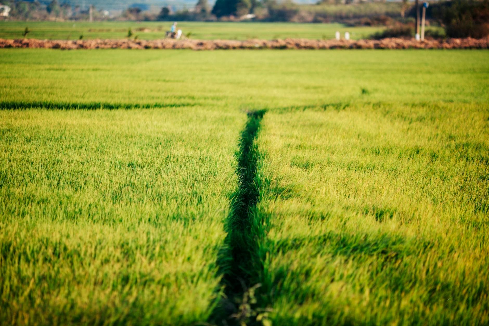 Vibrant rice field in Kon Tum, Vietnam, during the day, showcasing lush greenery and agricultural beauty.